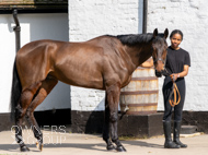 NH220326-12 - Thewoodcorner